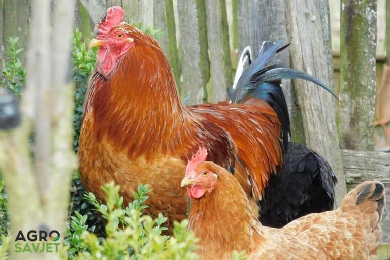 Pijetao – Vidovita ptica koja nam teoretski ne treba za dobijanje jaja, ali…