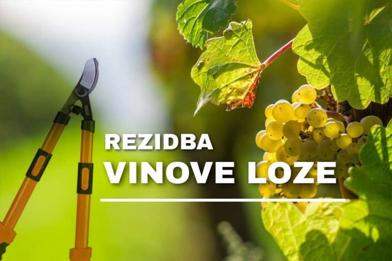 Osnovna pravila rezidbe vinove loze