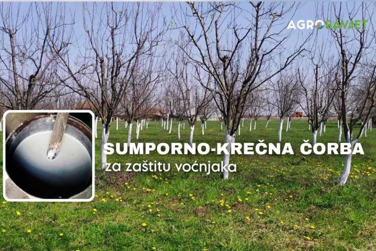 Inovacije u zimskom prskanju voćaka – Prskanje sumporno-krečnom čorbom za zaštitu voćnjaka