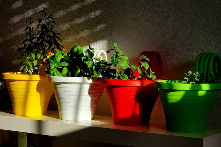 Kako da napravite ljekovitu baštu u kući?