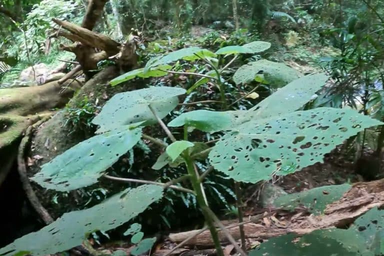 „Biljka samoubica“: Upoznajte Dendrocnide moroides, najopasniju biljku na svijetu