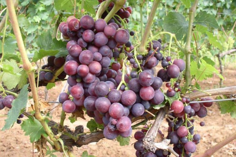 Kardinal crveni – Najpoznatija stona sorta vinove loze