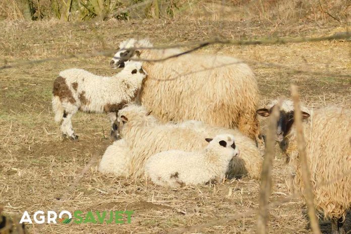 ovce i jagnjad