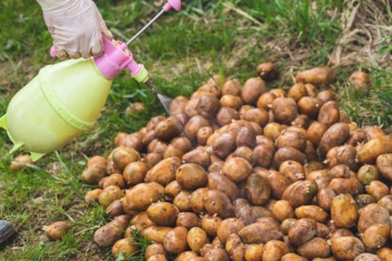 Zaštita KRTOLA KROMPIRA prije sadnje – Ovo su najefikasniji PRIRODNI pripravci