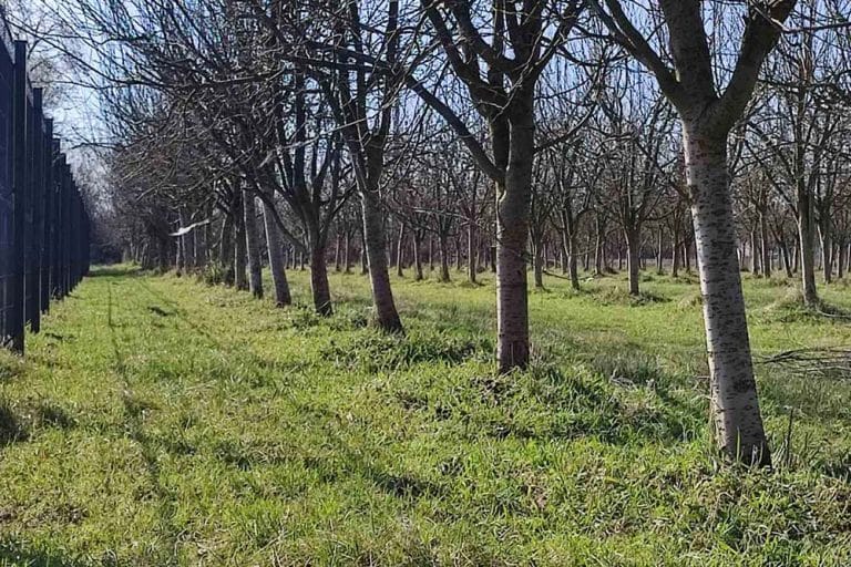 Evo kako pravilno njegovati voćnjak tokom cijele godine – raspored radova po mjesecima