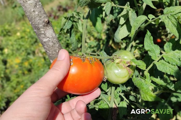 faze rasta paradajza