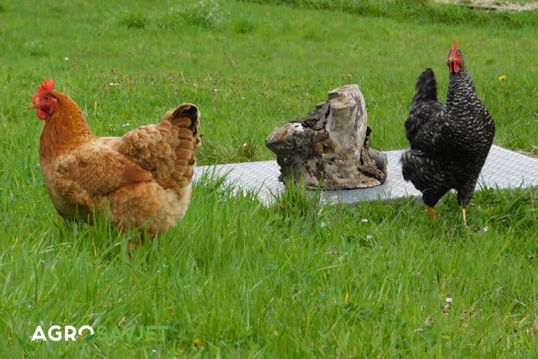 Povećajte prinos POVRĆA za 40% uz tajnu organskog đubriva – KOKOŠIJI STAJNJAK!