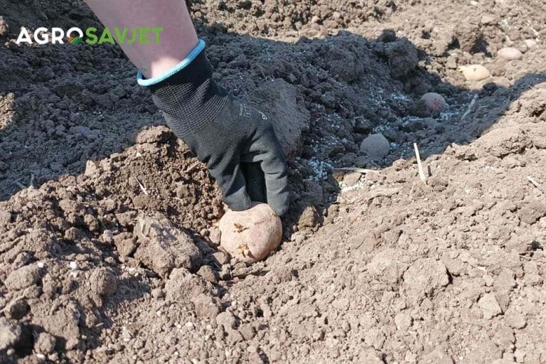 Kako uzgojiti savršen krompir: Ključni zemljišni uslovi za visoke prinose