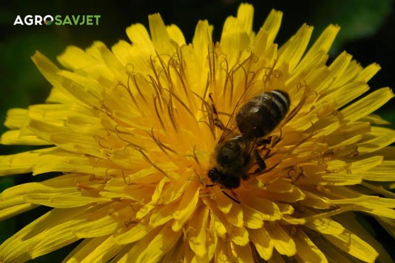 Napravite zdravi domaći „med“ od cvjetova maslačka – recept i korisne informacije