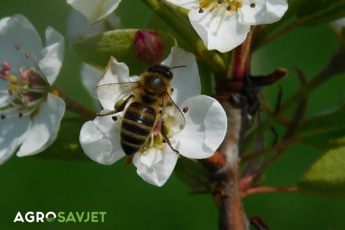 pčela skuplja polen