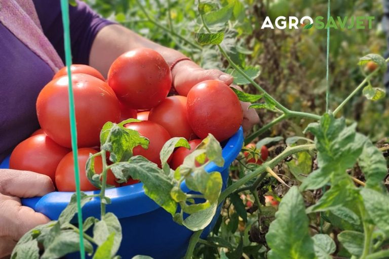 Evo kako da uzgojite najslađi paradajz