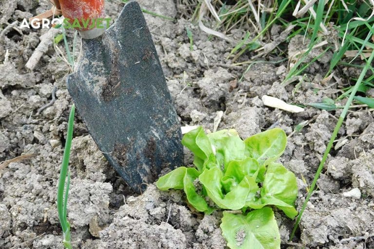Pravilno presađivanje salate za optimalan razvoj biljke