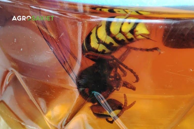 Smislila je kako se zauvijek riješiti najezde stršljena na terasi – bez pesticida i otrova