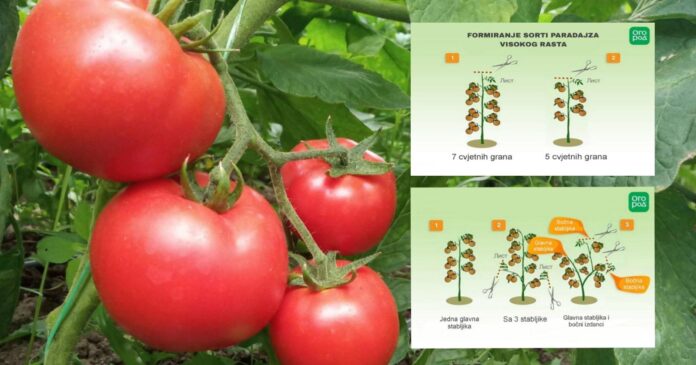 formiranje paradajza