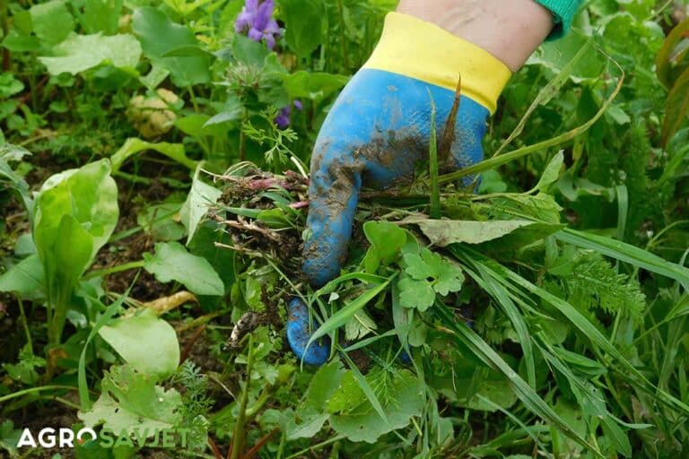 Važnost suzbijanja korova nakon žetve i berbe: Zaštita od biljnih bolesti