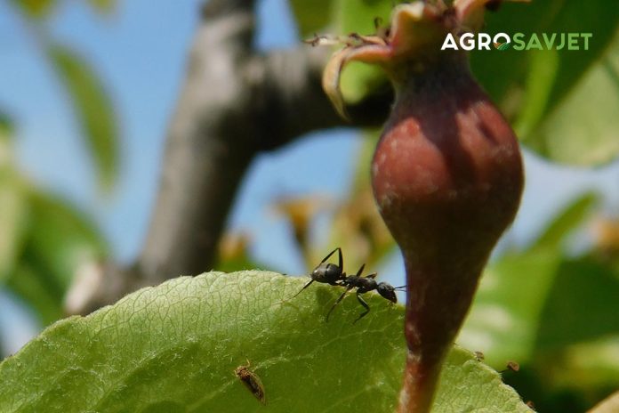 mravi na voćkama