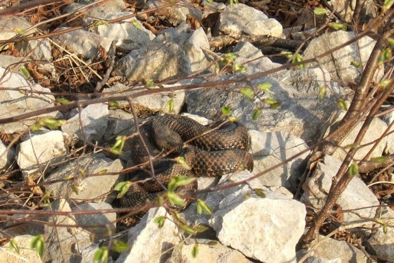 Kako prepoznati otrovnu zmiju? Pored jedne šare razlikuje ih i otisak nakon ujeda