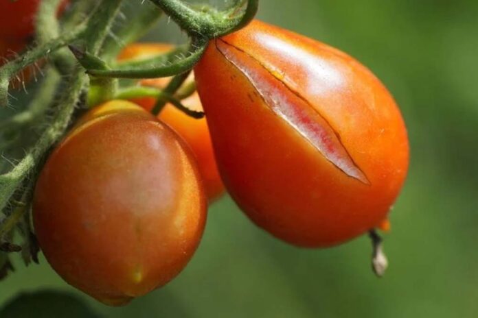 napuknuti paradajz