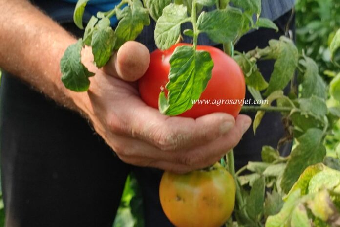 plodovi paradajza