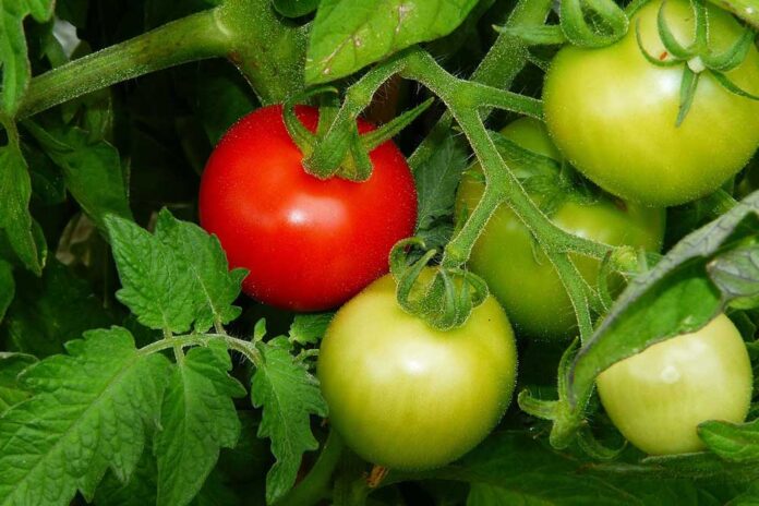 plod paradajza