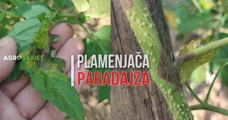 Borba protiv PLAMENJAČE PARADAJZA: Savjeti za sprječavanje širenja zaraze