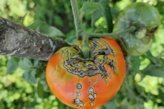 pucanje plodova paradajza