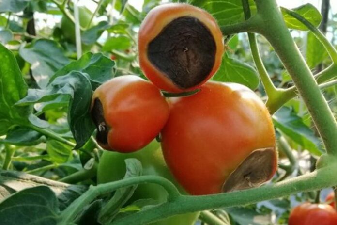 vršna trulež paradajza