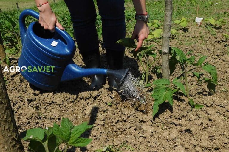 Da li baštu treba zaliti ujutru ili uveče: „O tome nema rasprave“