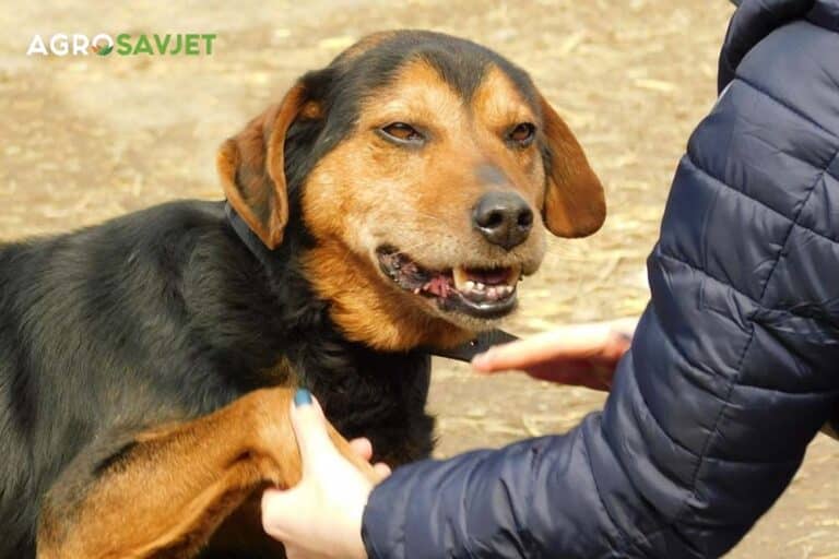 Mogu li psi da jedu začinjenu hranu?