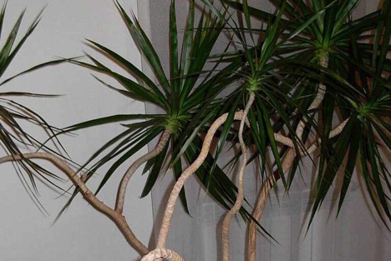 Dracena – Zašto listovi žute i opadaju?