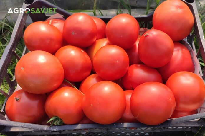 gajba paradajza