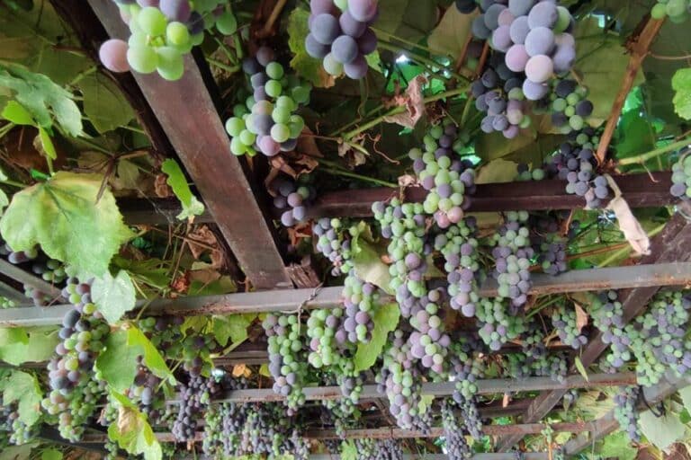 Otpornost vinove loze na bolesti i štetočine: Savremeni sistemi gajenja za zdrav vinograd