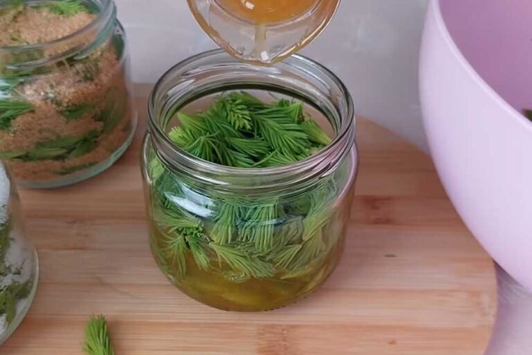 Sirup od borovih iglica je narodni lijek koji najviše pomaže tokom zime