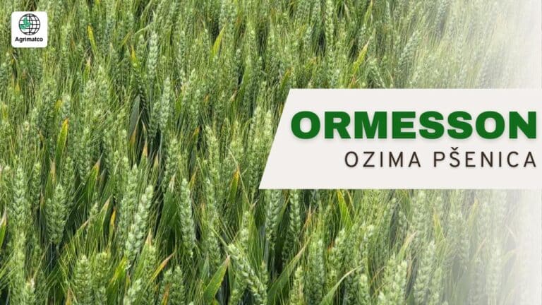 Pšenica ORMESSON – Nova era vrhunskih prinosa u BiH
