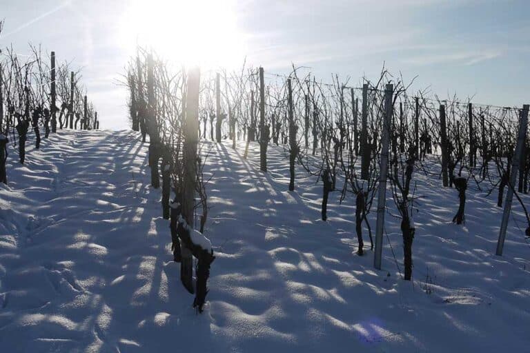 Radovi u vinogradu u zimskom periodu