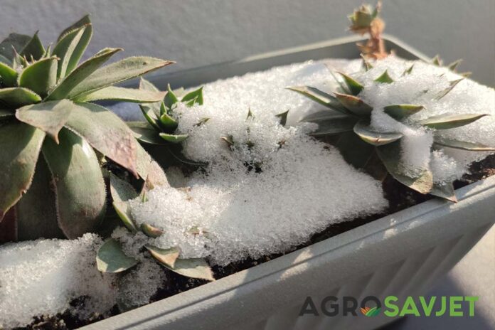 zaštita biljaka od hladnoće