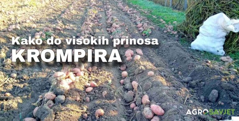 Stručni savjeti za postizanje visokih prinosa krompira