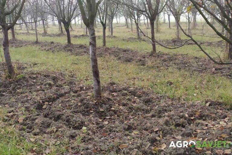 Koje su prednosti, a koji nedostaci malčiranja voćnjaka?