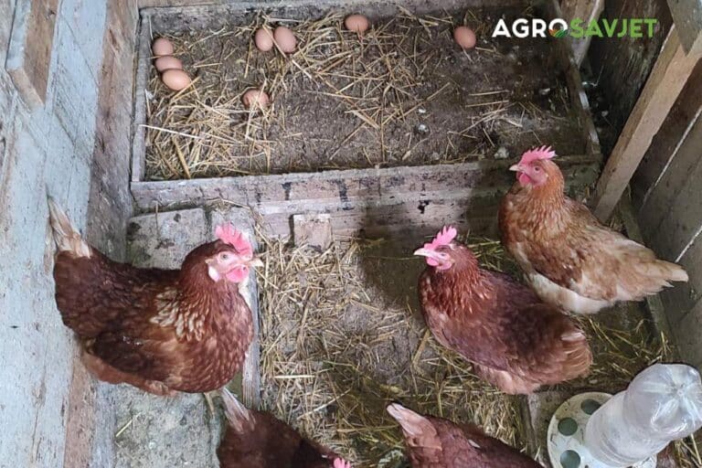 Koke nosilje pod rizikom zbog zagađene vode, kako prepoznati tempiranu bombu na farmi!