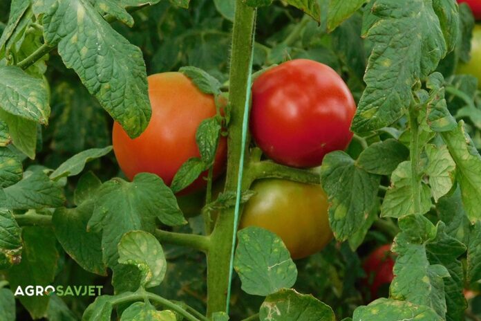ekološki uzgoj paradajza