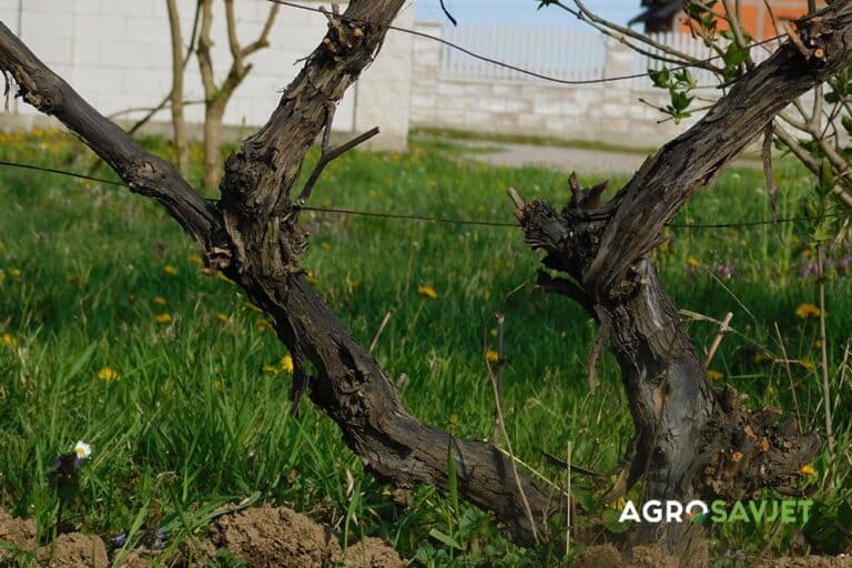 Godišnji ciklus rastenja i razvića vinove loze