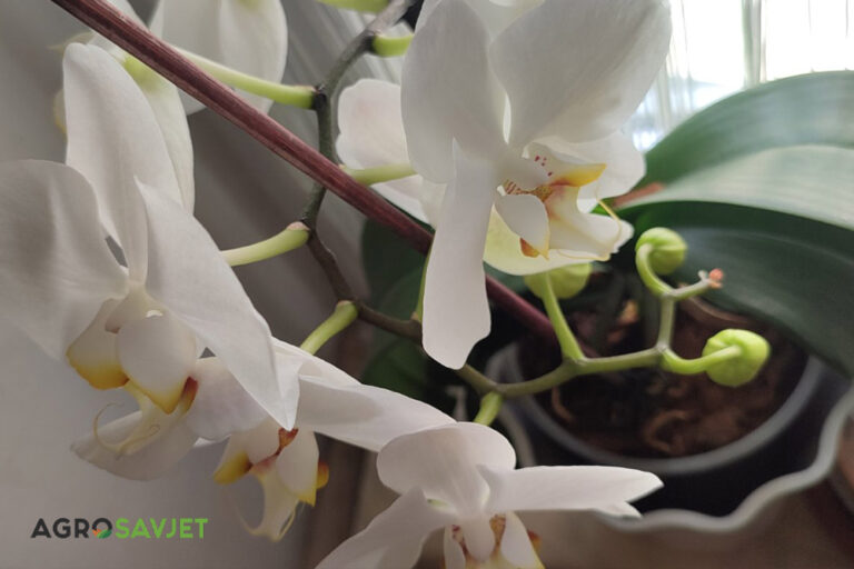 Vodič za održavanje, prihranu i presađivanje orhideja