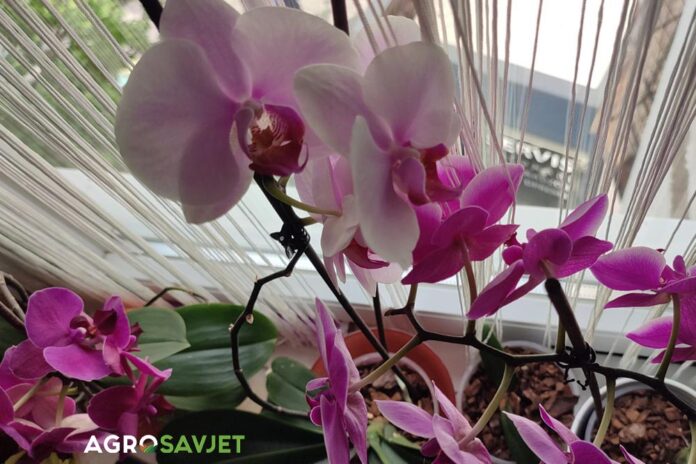 orhideja na prozoru