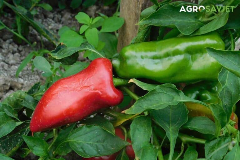 Propašće prije nego što počne da rađa: Ove 4 biljke paprika ne podnosi