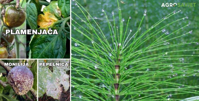 preslica biljka koja pomaže u borbi protiv gljivičnih oboljenja