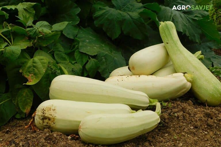 Tajne uspješnog uzgoja tikvica za bogat prinos i ukusne plodove