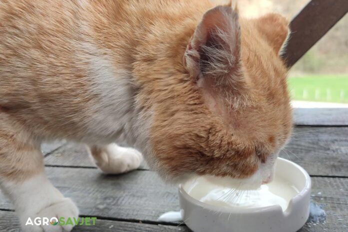 mačak pije mlijeko