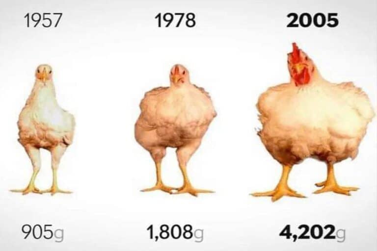 Nevjerovatan rast pilića: Kako i zašto su kokoške postajale sve veće tokom decenija