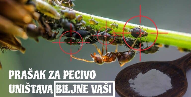 Kako koristiti prašak za pecivo protiv biljnih vaši?