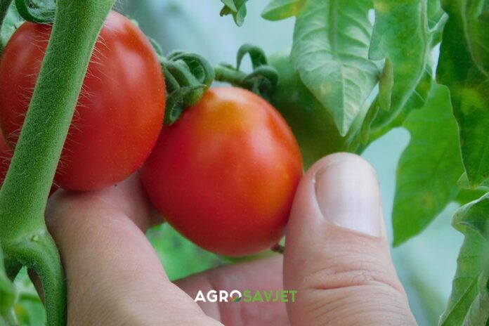 paradajz prskan pesticidma